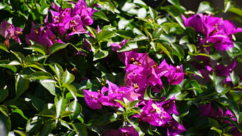 Paarse bloemen