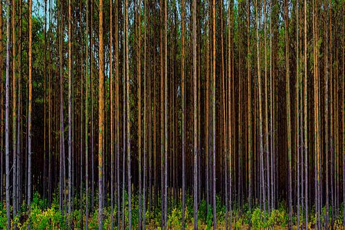 woud met kaarsrechte boomstammen