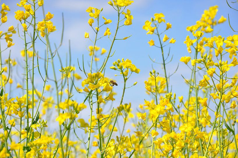 summerdream by Eveline Ketterer