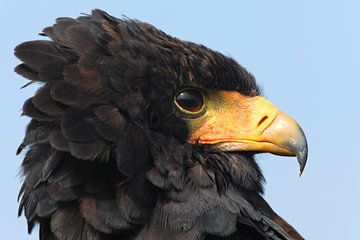 Bateleur (Terathopius ecaudatus) van Ronald Pol