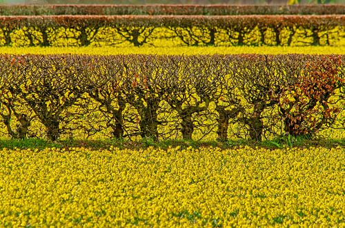 Narcissen en beuken