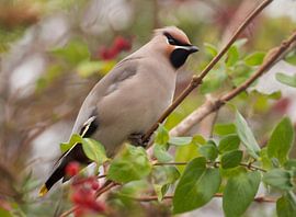 Pestvogel in een bessenstruik