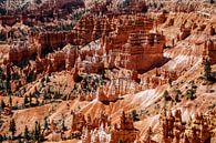Bryce Canyon Utah von Tineke Visscher Miniaturansicht
