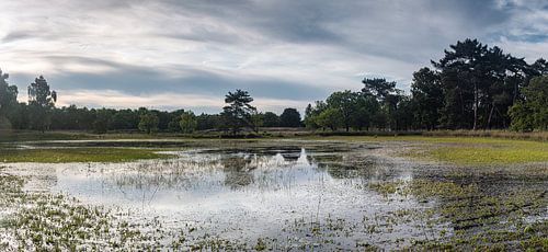 Spiegeling in ven Brabantse wal