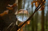 The lens ball in the forest