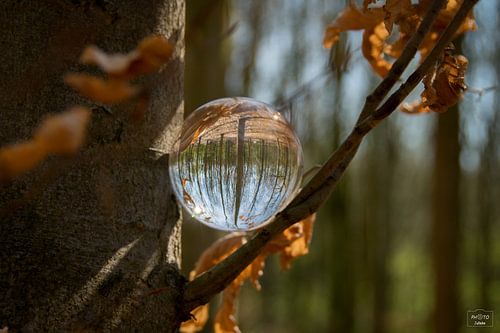 La boule d'objectif dans la forêt