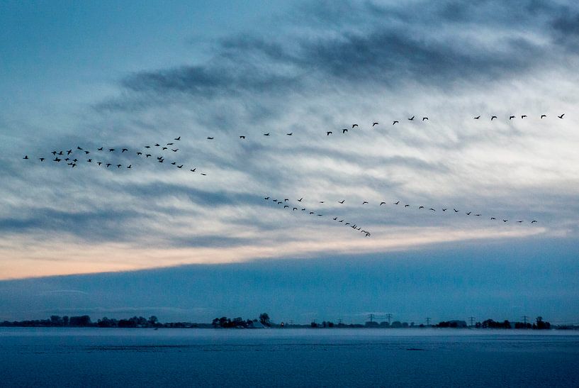 ganzen in de lucht boven sneeuw von Rene  den Engelsman