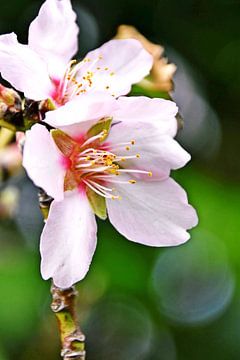Nahaufnahme mit schönen Mandelblüten von Werner Lehmann