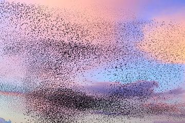 Starling murmuration during sunset at the end of the day by Sjoerd van der Wal Photography