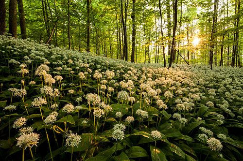 Bos van wilde knoflook - Schwäbische Alb