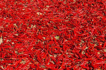 Red chillies by Roland Brack