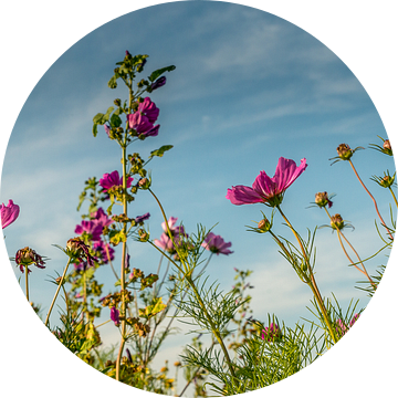 Wilde bloemen veld! van Robert Kok