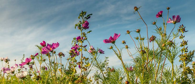 Wilde bloemen veld! van Robert Kok