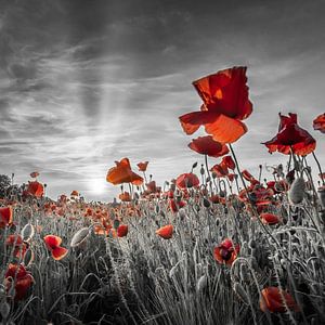 Idyllic sunset in a field of poppies | colorkey