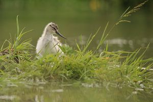 Avocette à bec bigarré