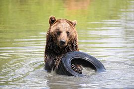 Grizzly Beer van Petra Hauwert