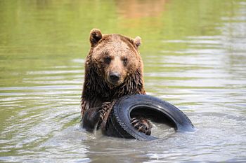 Grizzlybär