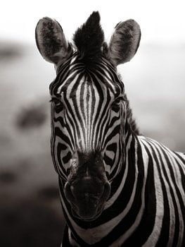 Die Streifen der Savanne