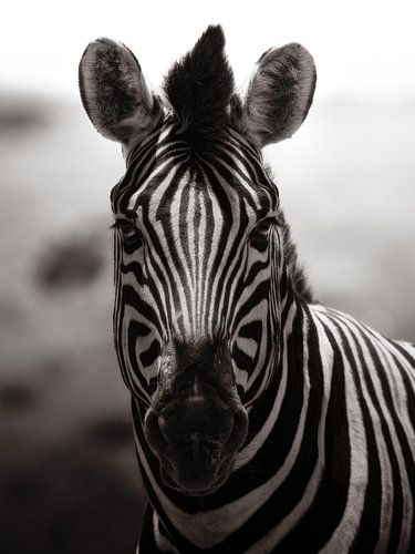 Les rayures de la savane sur Joris Machholz