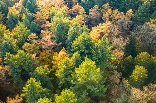 Herfstbos met kleurrijke bladeren van bovenaf gezien