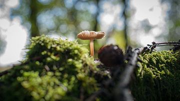 Kleine bruine zwam op een oude boomstronk van Fotografiecor .nl