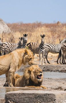 Paar leeuwen bij een waterpoel in Namibië, Afrika van Patrick Groß