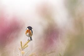 Stonechat by Stijn Smits