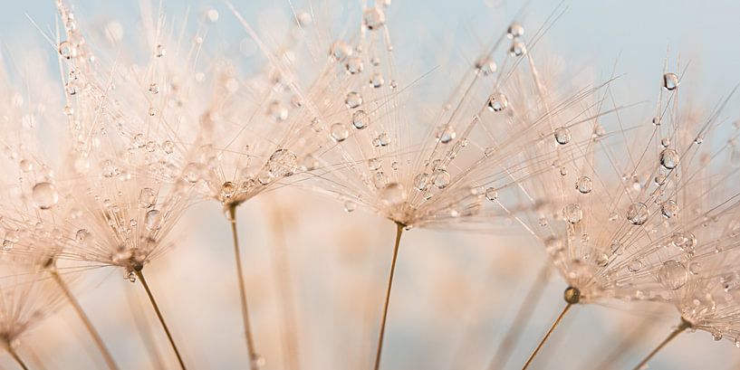 Panorama of pastel colors: Fluff with droplets in the light by Marjolijn van den Berg