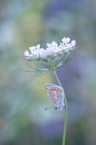 Vlinder, icarusblauwtje op wilde peen bloem