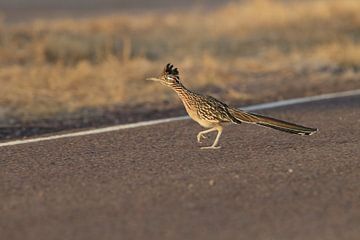 roadrunner" wegkoekoek (Geococcyx californianus), ook grote koekoek of grondkoekoek Nieuw-M van Frank Fichtmüller