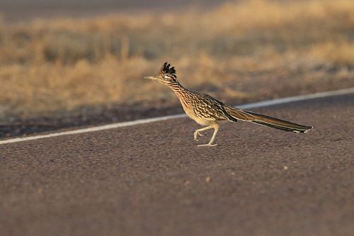 roadrunner" wegkoekoek (Geococcyx californianus), ook grote koekoek of grondkoekoek Nieuw-M