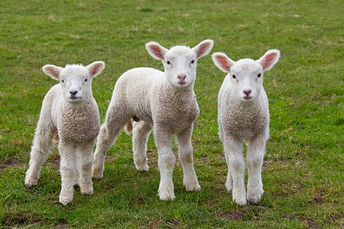 Schapen lammeren