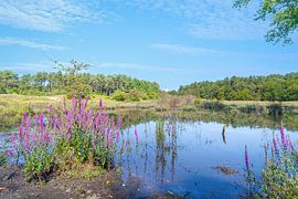 water catchment area and dune reserve PWN by eric van der eijk