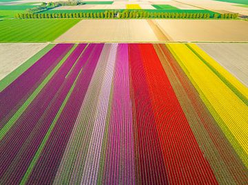 Bunte Tulpen auf einem Feld im Frühling