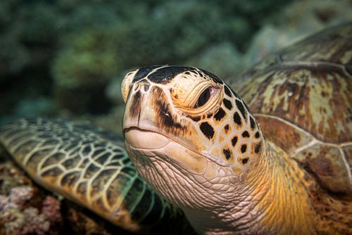Zeeschildpad hoofd, Rode Zee, Egypte