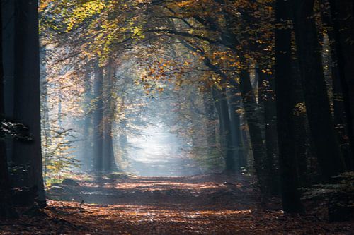 Licht aan het einde van het pad