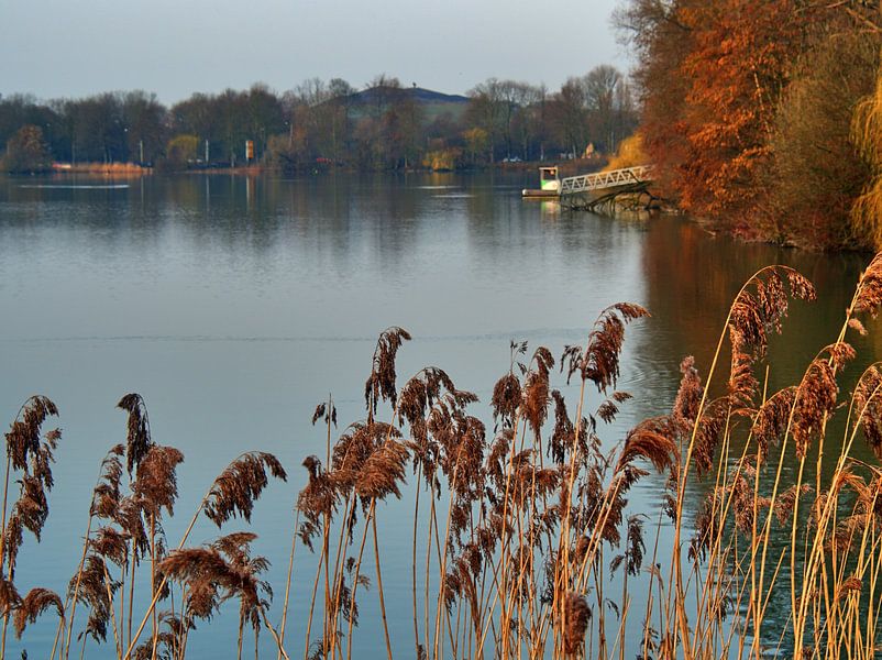 Herbe à roseau par Edgar Schermaul