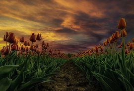 Tulpen bij zonsondergang by Mario Calma