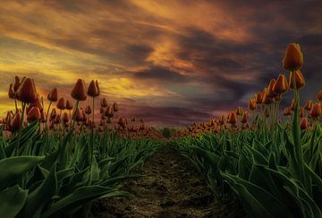 Tulpen bij zonsondergang