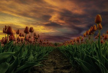 Tulpen bij zonsondergang van Mario Calma