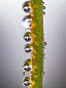 Tropfen