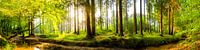 Beautiful forest