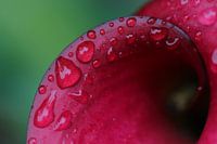 Arum - with drops