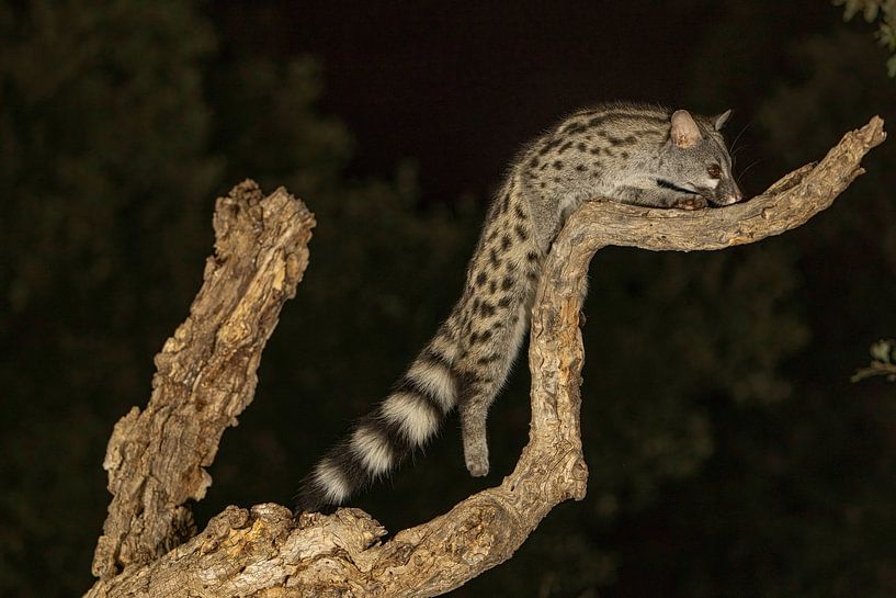 Genet-Katze bei Nacht Er sieht ein bisschen aus wie eine Katze, eng verwandt mit Mungos. von Hans Hut