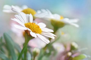 Marguerites