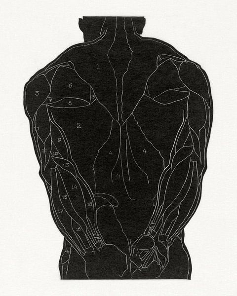 anatomie man met spieren, Reijer Stolk van Atelier Liesjes