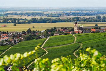 Pfaffenweiler winegrowing village in the Markgräflerland region by Ingo Laue