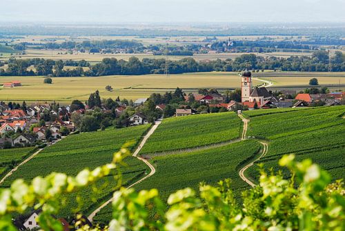 Pfaffenweiler Winzerort im Markgräflerland