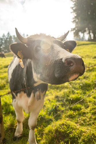 Schattige koe in de Allgäu