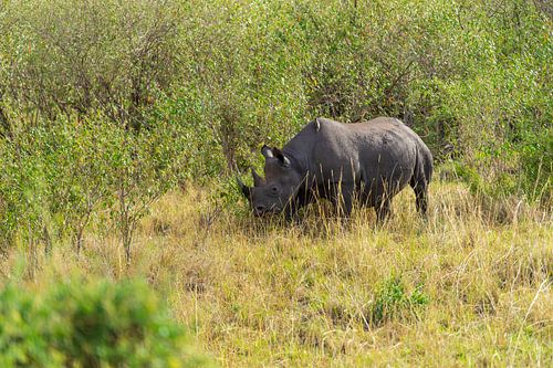 Zwarte neushoorn in Kenia.